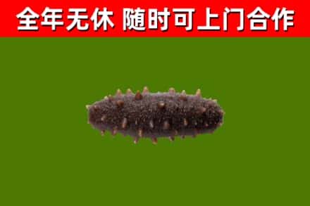 五莲县烟酒回收干海参.jpg